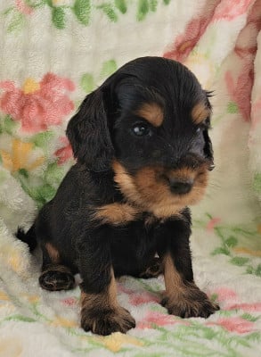 Les chiots de Cocker Spaniel Anglais