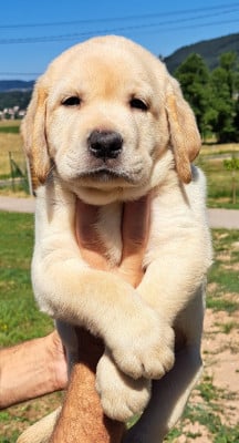 Les chiots de Labrador Retriever