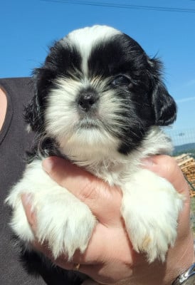 Les chiots de Shih Tzu