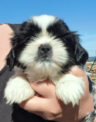 Les chiots de Shih Tzu