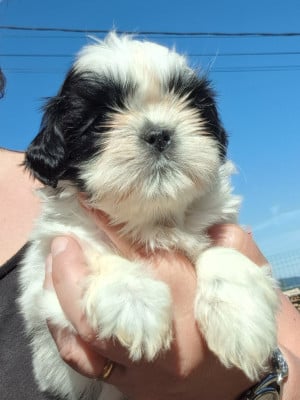 Les chiots de Shih Tzu