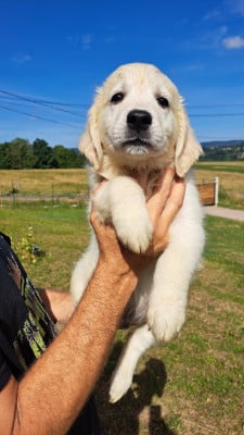 Les chiots de Golden Retriever