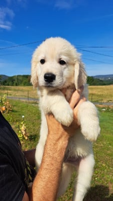 Les chiots de Golden Retriever