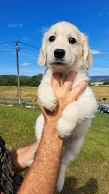Les chiots de Golden Retriever