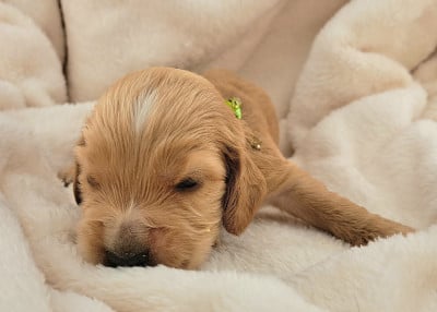 Les chiots de Cocker Spaniel Anglais