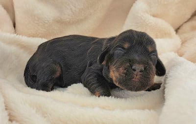 Les chiots de Cocker Spaniel Anglais
