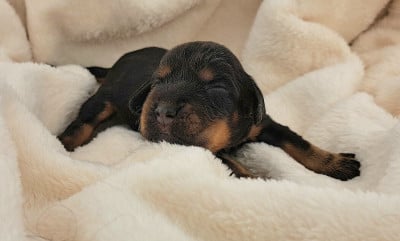 Les chiots de Cocker Spaniel Anglais