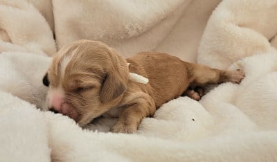 Les chiots de Cocker Spaniel Anglais