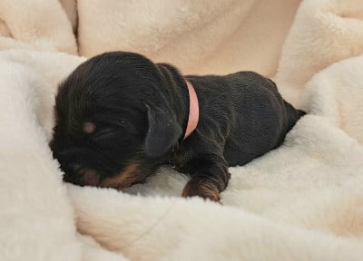 Les chiots de Cocker Spaniel Anglais