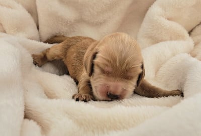 Les chiots de Cocker Spaniel Anglais
