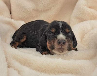 Les chiots de Cocker Spaniel Anglais