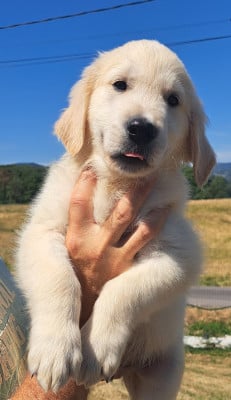 Les chiots de Golden Retriever
