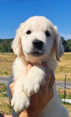 Les chiots de Golden Retriever