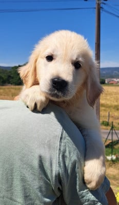 Les chiots de Golden Retriever