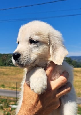 Les chiots de Golden Retriever