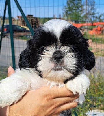 Les chiots de Shih Tzu