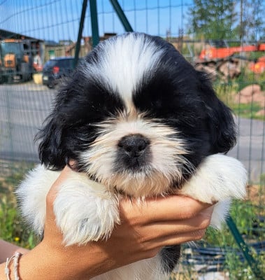 Les chiots de Shih Tzu