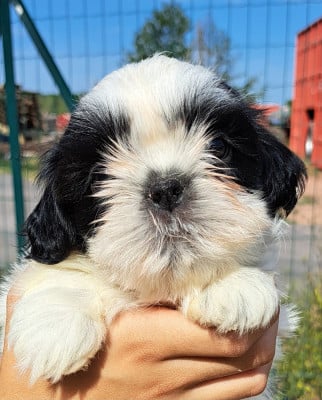Les chiots de Shih Tzu
