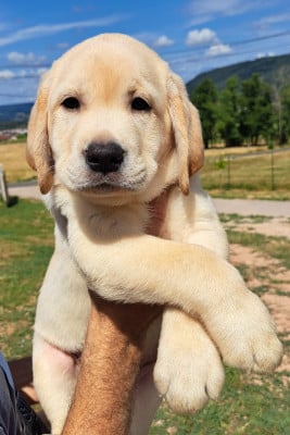 Les chiots de Labrador Retriever