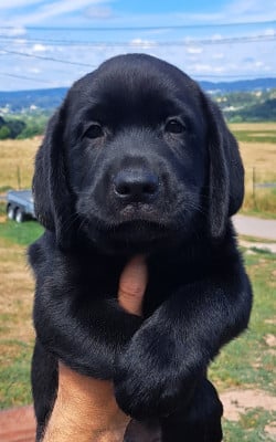Les chiots de Labrador Retriever