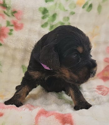 Les chiots de Cocker Spaniel Anglais