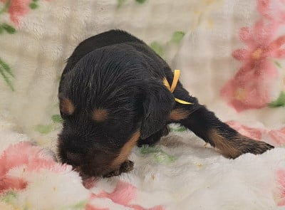 Les chiots de Cocker Spaniel Anglais