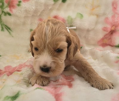 Les chiots de Cocker Spaniel Anglais