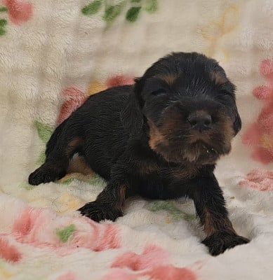 Les chiots de Cocker Spaniel Anglais