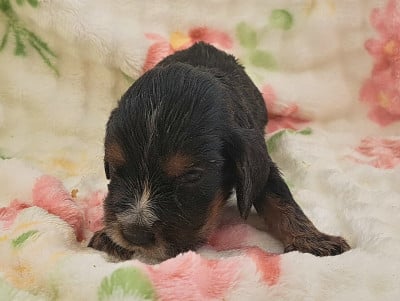 Les chiots de Cocker Spaniel Anglais