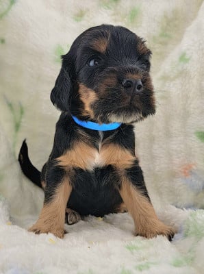 Les chiots de Cocker Spaniel Anglais