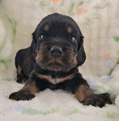 Les chiots de Cocker Spaniel Anglais