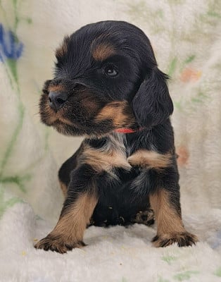Les chiots de Cocker Spaniel Anglais