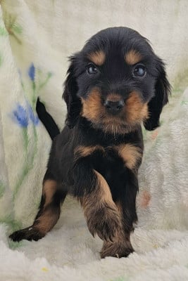 Les chiots de Cocker Spaniel Anglais
