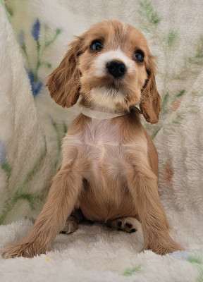 Les chiots de Cocker Spaniel Anglais