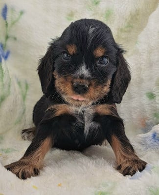 Les chiots de Cocker Spaniel Anglais