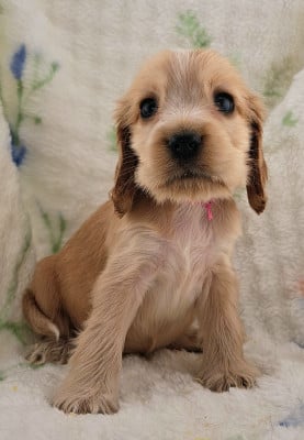 Les chiots de Cocker Spaniel Anglais