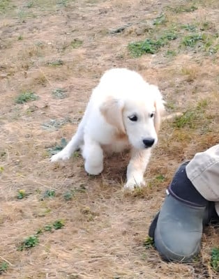 Les chiots de Golden Retriever
