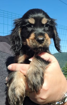 Les chiots de Cocker Spaniel Anglais