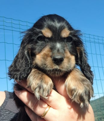 Les chiots de Cocker Spaniel Anglais