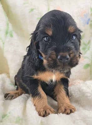 Les chiots de Cocker Spaniel Anglais