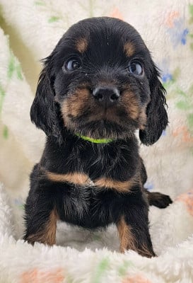 Les chiots de Cocker Spaniel Anglais