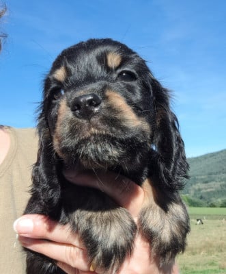 Les chiots de Cocker Spaniel Anglais