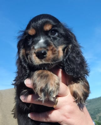 Les chiots de Cocker Spaniel Anglais