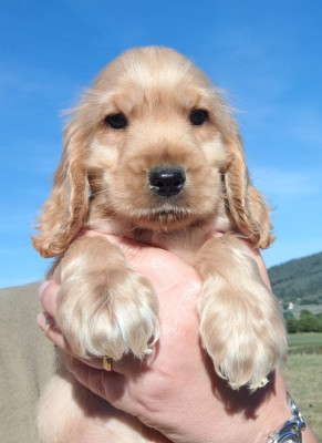Les chiots de Cocker Spaniel Anglais