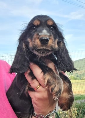 Les chiots de Cocker Spaniel Anglais