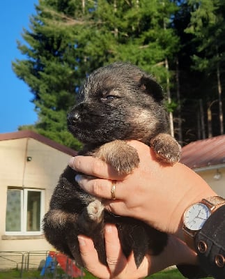 Les chiots de Berger Allemand Poil Long