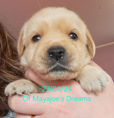 Labrador Retriever - of Mayajoe\'s Dreams