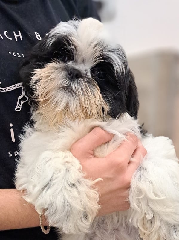 Shih Tzu - of Mayajoe's Dreams