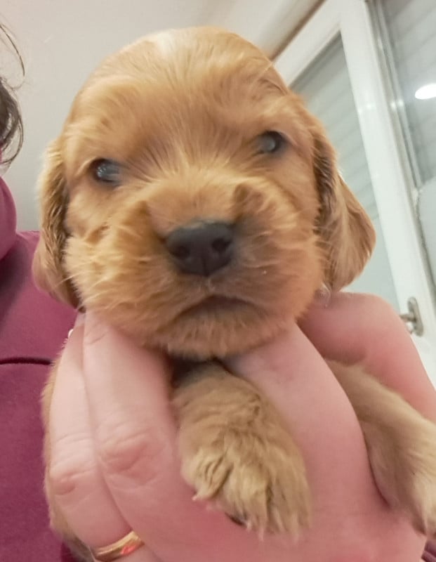 Cocker Spaniel Anglais - of Mayajoe's Dreams