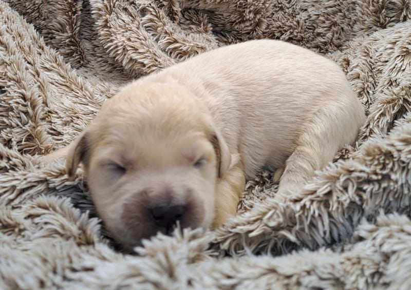 Golden Retriever - of Mayajoe's Dreams